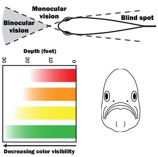 What fish see and what they don't
