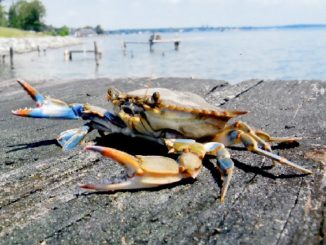 Chesapeake Bay Blue Crab Population Healthy