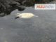 Hawaii Sea Turtle Killing leads to Arrest