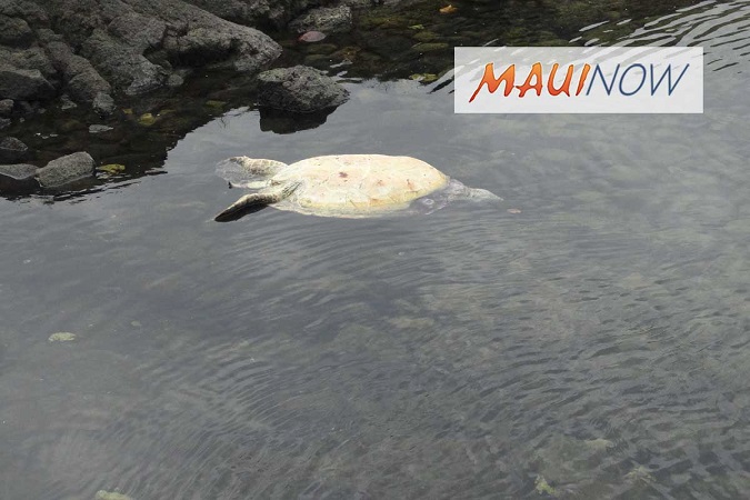 Hawaii Sea Turtle Killing leads to Arrest