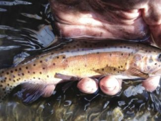 Lahontan cutthroat trout