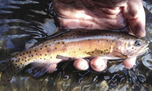 Lahontan cutthroat trout