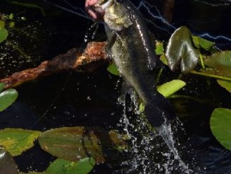 Maryland Initiates Bass Conservation Award