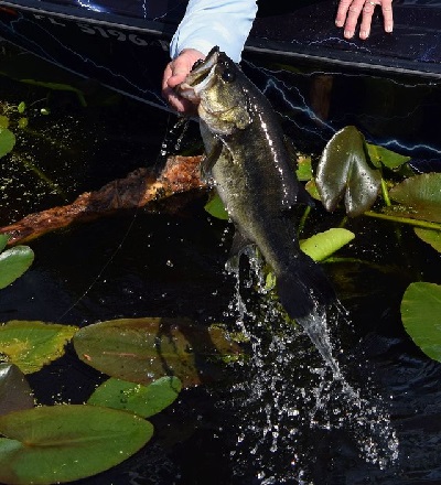 Maryland Initiates Bass Conservation Award