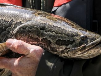 Northern Snakehead Found in Lakeview Reservoir