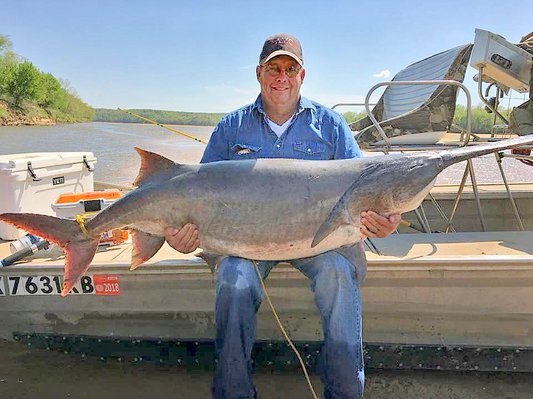 Oklahoma Man Snags New State Record Paddlefish