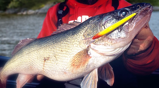 Troll Down Deep Husky Jerk's For Post-Spawn Walleye