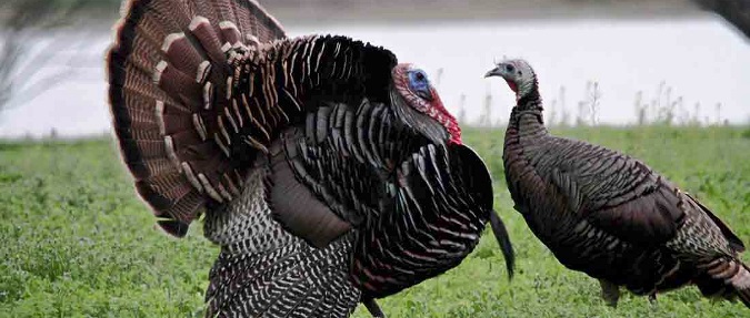 Veteran Guides Other Veterans on Turkey Hunt