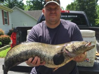 Mechanicsville Man Catches Record Snakehead in Charles County