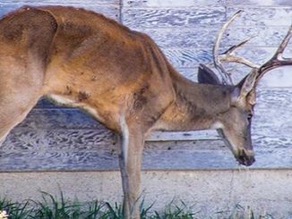 Michigan - DNR Chronic Wasting Disease Recommendations