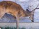 Michigan - DNR Chronic Wasting Disease Recommendations
