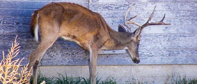 Michigan - DNR Chronic Wasting Disease Recommendations