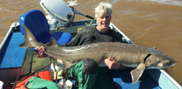 New Catch-and-Release Record Lake Sturgeon