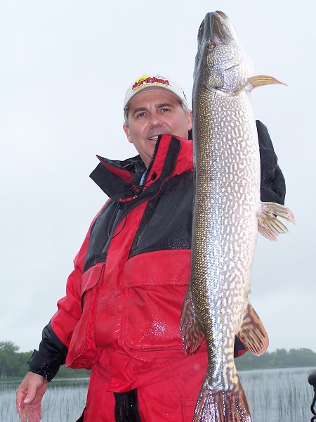 A pike from the past.  It was a good number of years ago when John Peterson and Bob Jensen got together on Upper Red Lake to bring a bunch of northern pike like this one to the net.