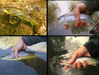 Angling Tips to Help Trout and Salmon Beat the Heat