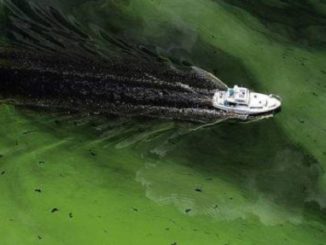 Governor Scott Issues State of Emergency for Algae Blooms