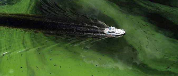 Governor Scott Issues State of Emergency for Algae Blooms