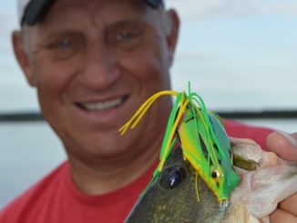 Largemouth On Frogs