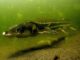 NOAA Final Plan for Recovering Green Sturgeon