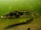 NOAA Final Plan for Recovering Green Sturgeon