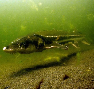 NOAA Final Plan for Recovering Green Sturgeon