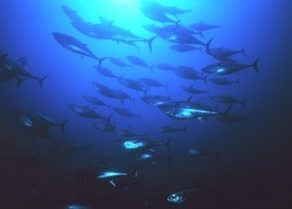 Some Good News for Pacific Bluefin Tuna