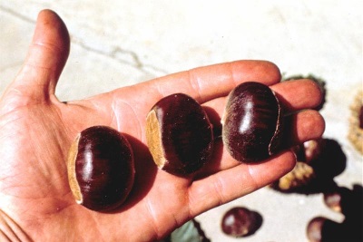 Chestnuts