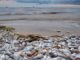 Florida's Governor Directs $3 Million to Reduce Red Tide