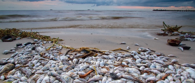 Florida's Governor Directs $3 Million to Reduce Red Tide