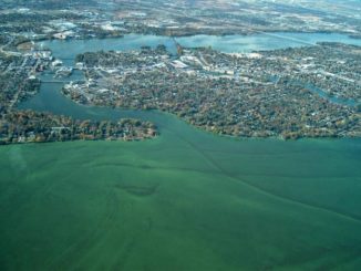 National Professional Anglers Association Testifies at Senate Hearing on Harmful Algae Blooms