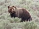 RMEF, SAF Oppose Yellowstone Grizzly Ruling
