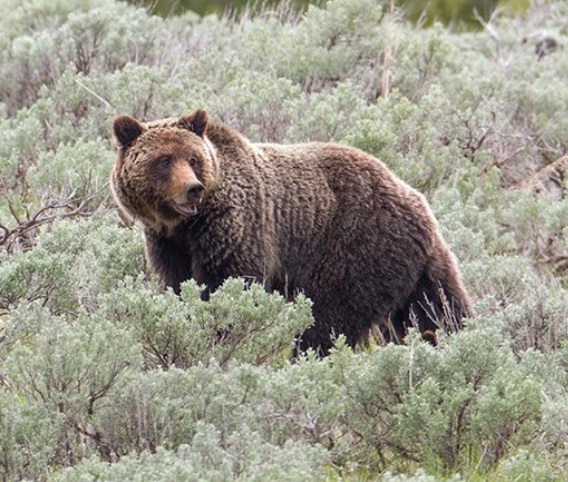 RMEF, SAF Oppose Yellowstone Grizzly Ruling