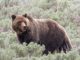 RMEF, SAF Support The Of Delist Yellowstone Grizzlies