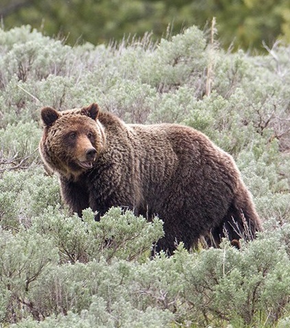 RMEF, SAF Support The Of Delist Yellowstone Grizzlies