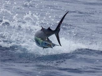 Billfish Conservation Act Implemented