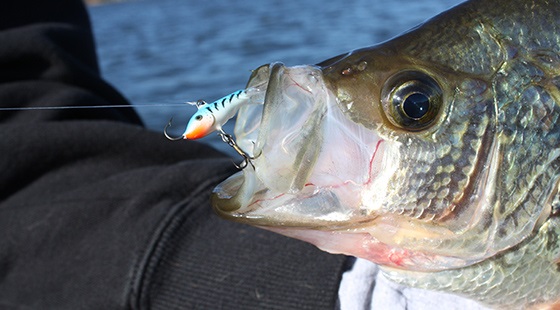 Drop Jigging Raps On Fall Panfish