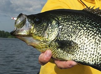 Fall Peak Crappies