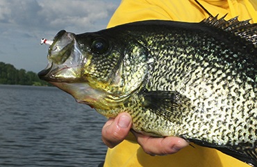 Fall Peak Crappies