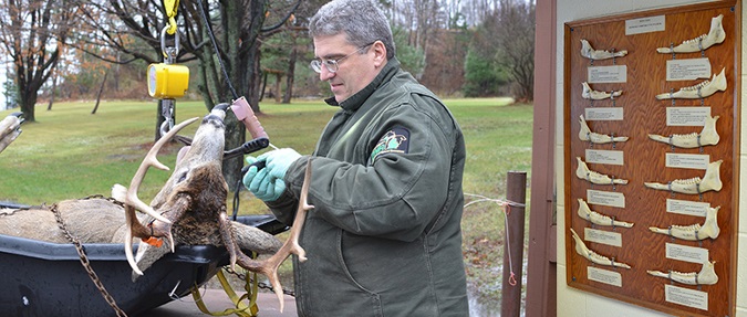 How and why deer are aged at DNR check stations