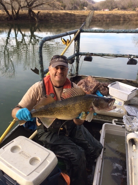 Walleye