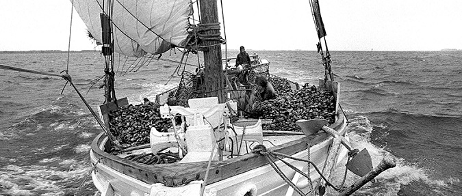 Chesapeake oyster decline not due to overfishing