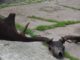 Fishermen Hauls in Monstrous Extinct Irish Elk Skull