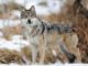Man Pleads Guilty to Wolf Killing in Arizona