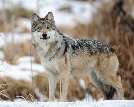 Man Pleads Guilty to Wolf Killing in Arizona