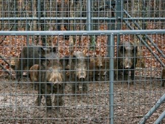 Missouri Conservationist-Closing in on Feral Hogs