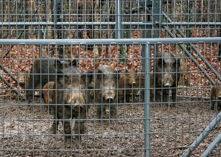 Missouri Conservationist-Closing in on Feral Hogs