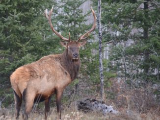RMEF Reaches 100 Projects in Tennessee Elk Country