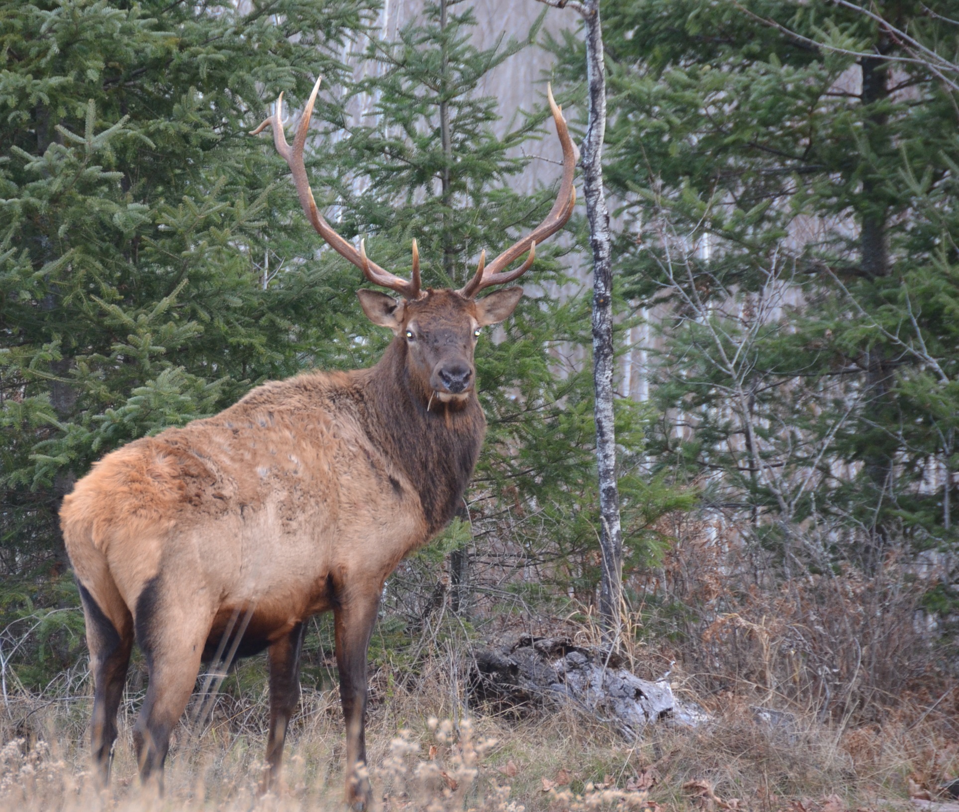 RMEF Reaches 100 Projects in Tennessee Elk Country