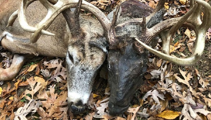 Rare deer with decapitated buck attached, harvested