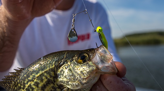 VMC Curl Tail Spinnerbait Black Chartreuse Glow / 1/8 oz